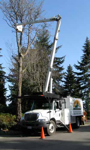 Pruning from a bucket truck